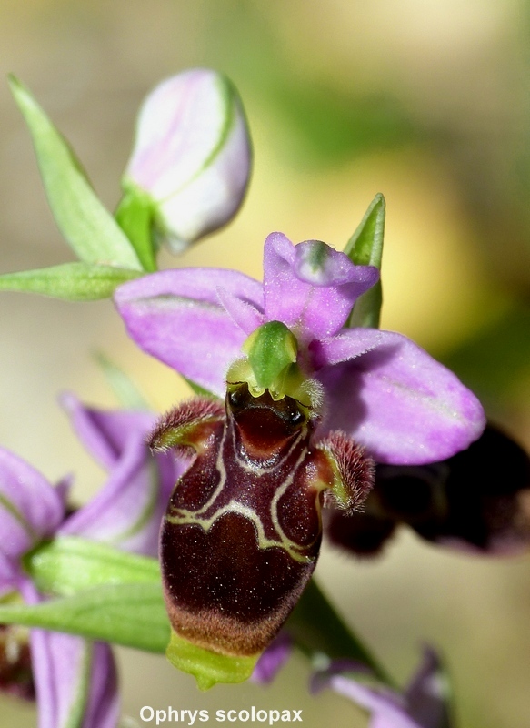 Andalusia: le orchidee e Grandi Pietre  marzo-aprile 2023.